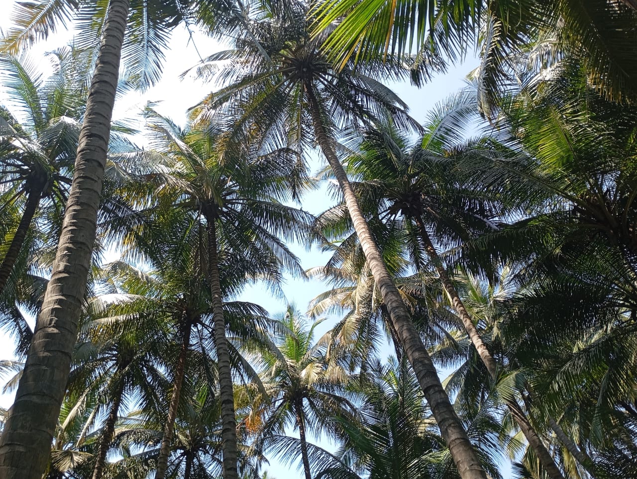 Natural Farm
Coconuts